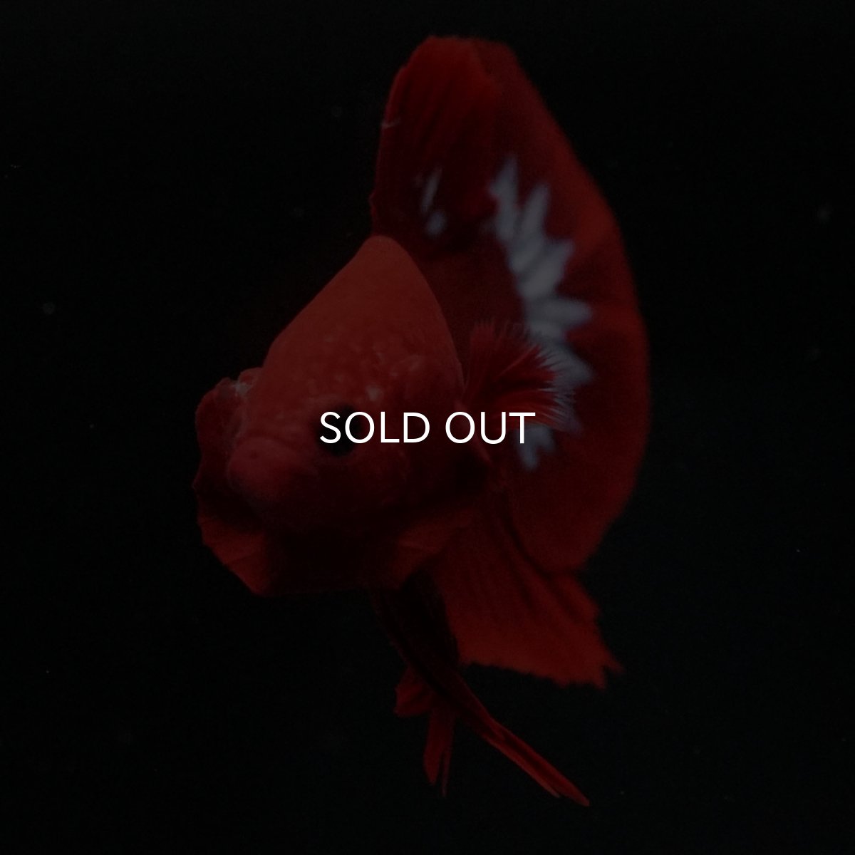 画像3: HMPK　ヘルボーイ (3)