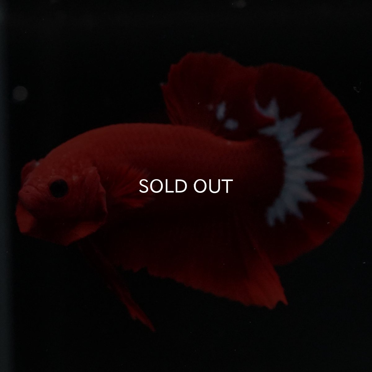 画像8: HMPK　ヘルボーイ (8)