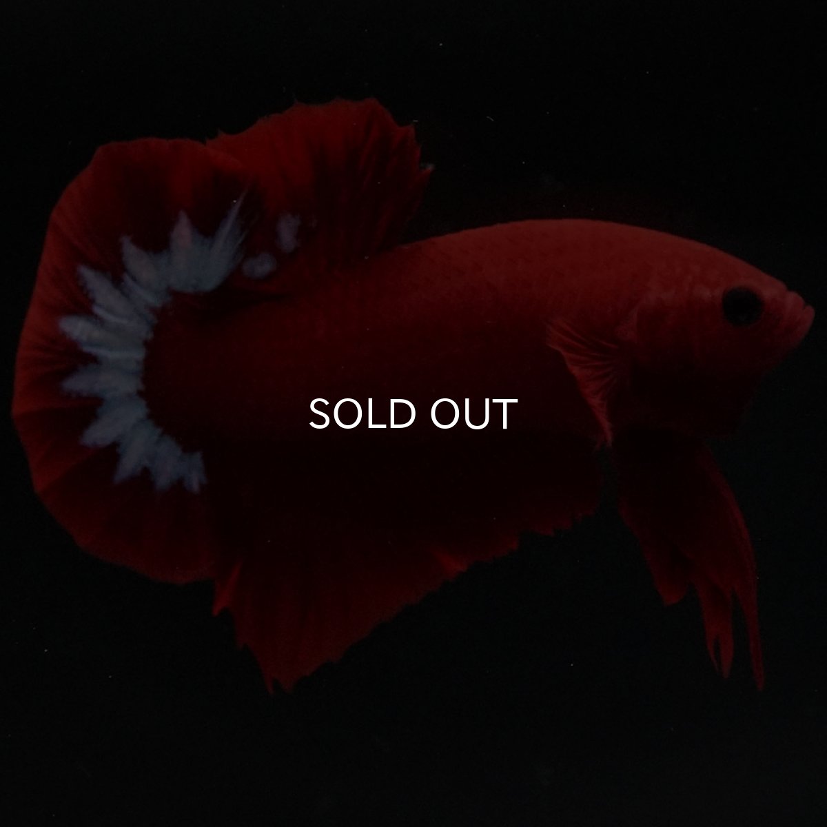 画像2: HMPK　ヘルボーイ (2)