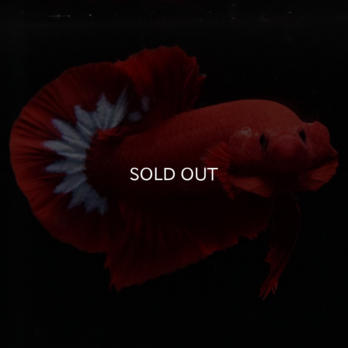 画像5: HMPK　ヘルボーイ (5)