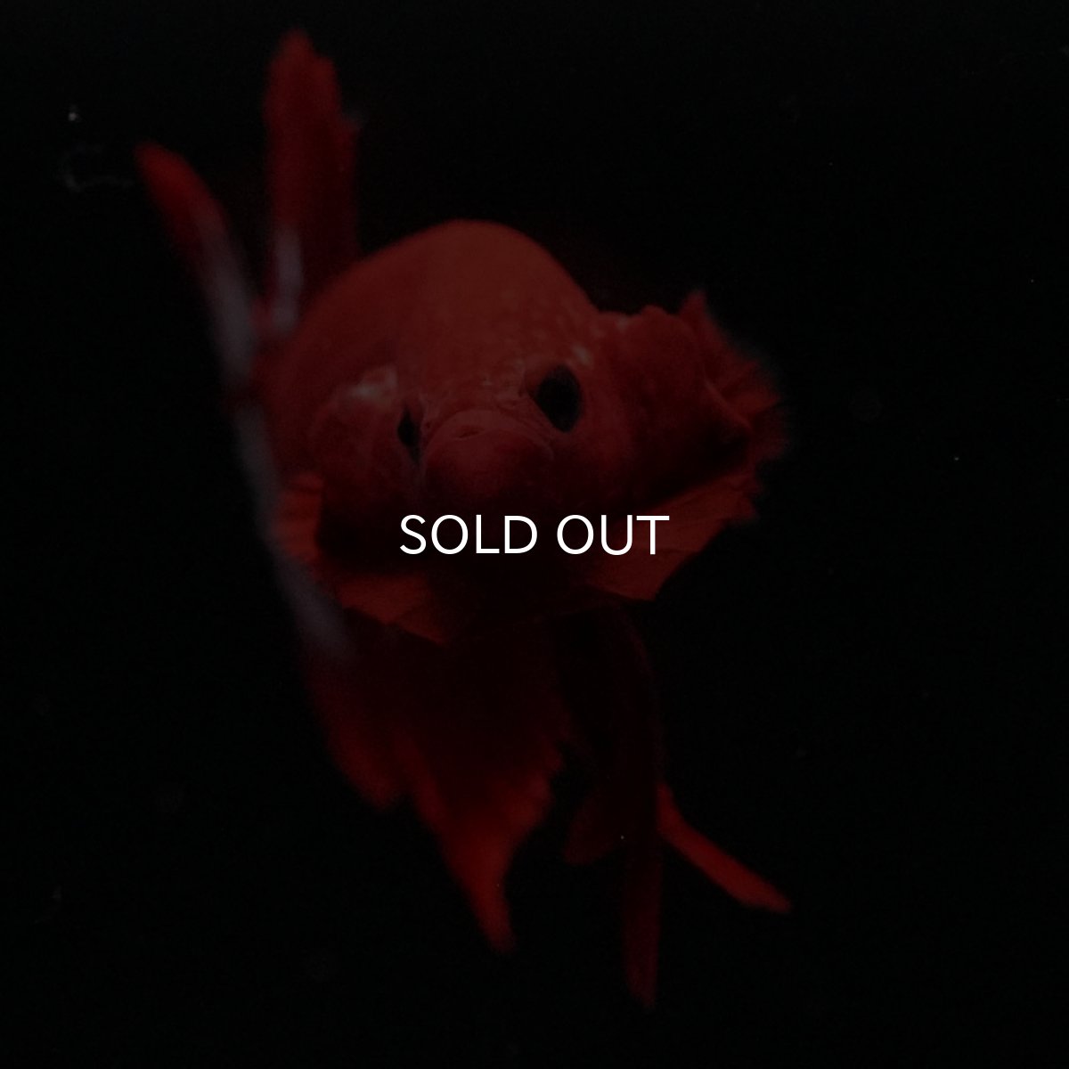 画像6: HMPK　ヘルボーイ (6)