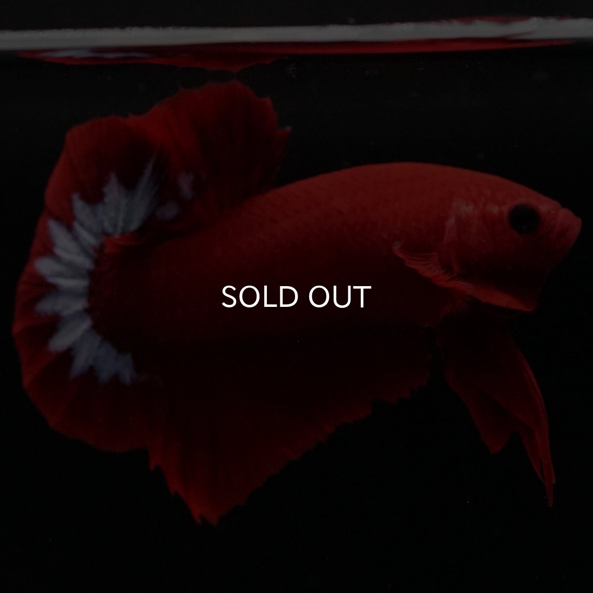 画像11: HMPK　ヘルボーイ (11)