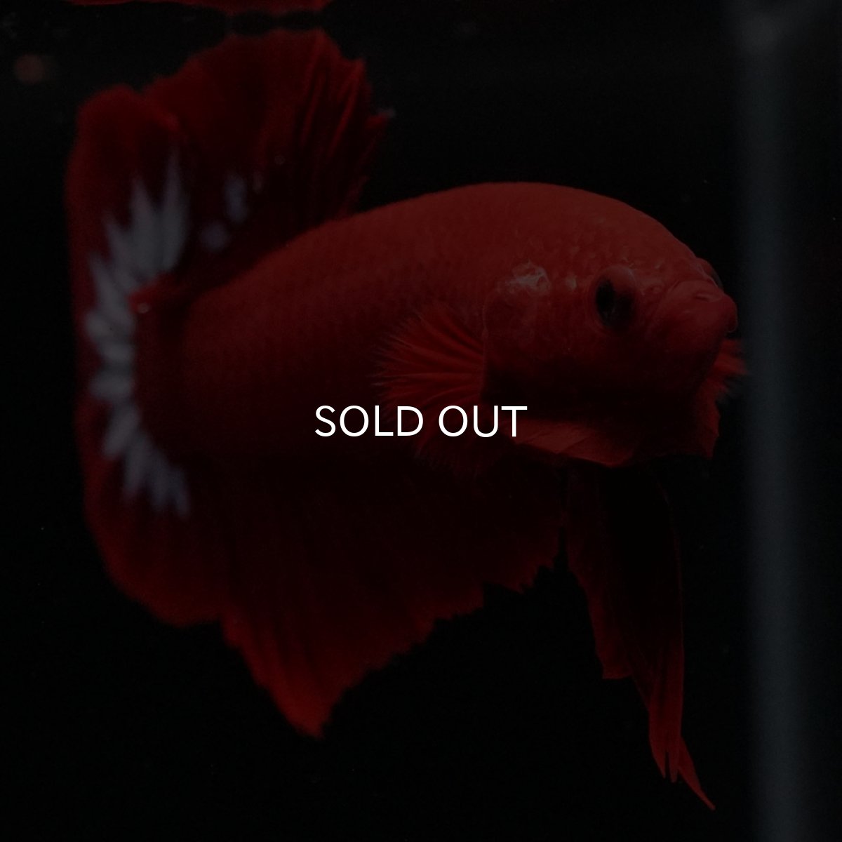 画像10: HMPK　ヘルボーイ (10)