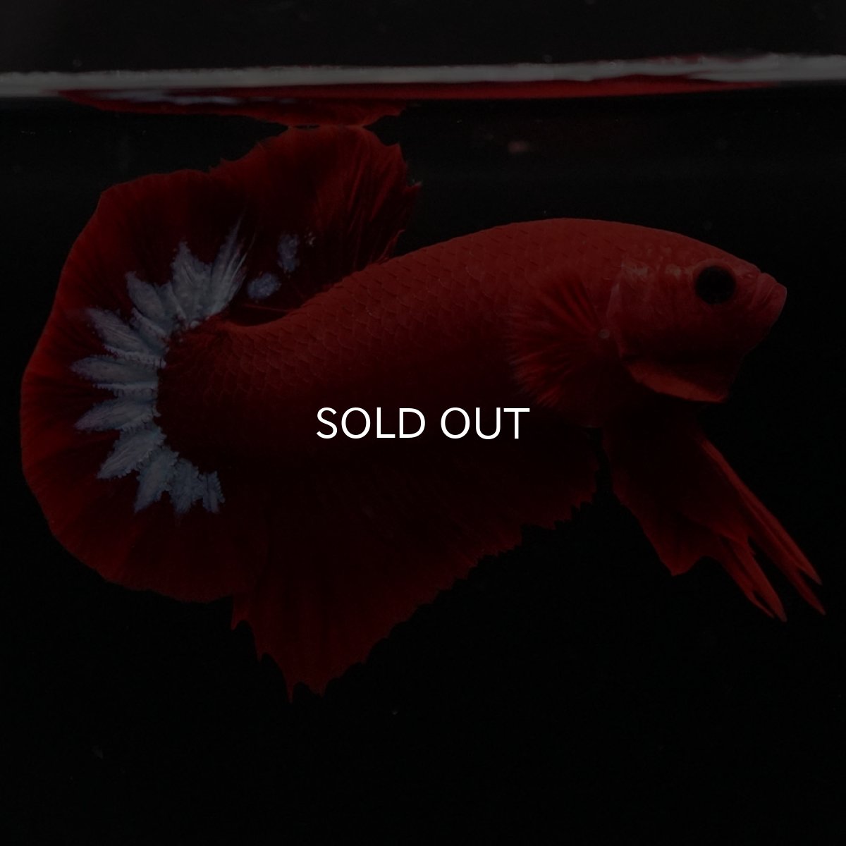 画像7: HMPK　ヘルボーイ (7)