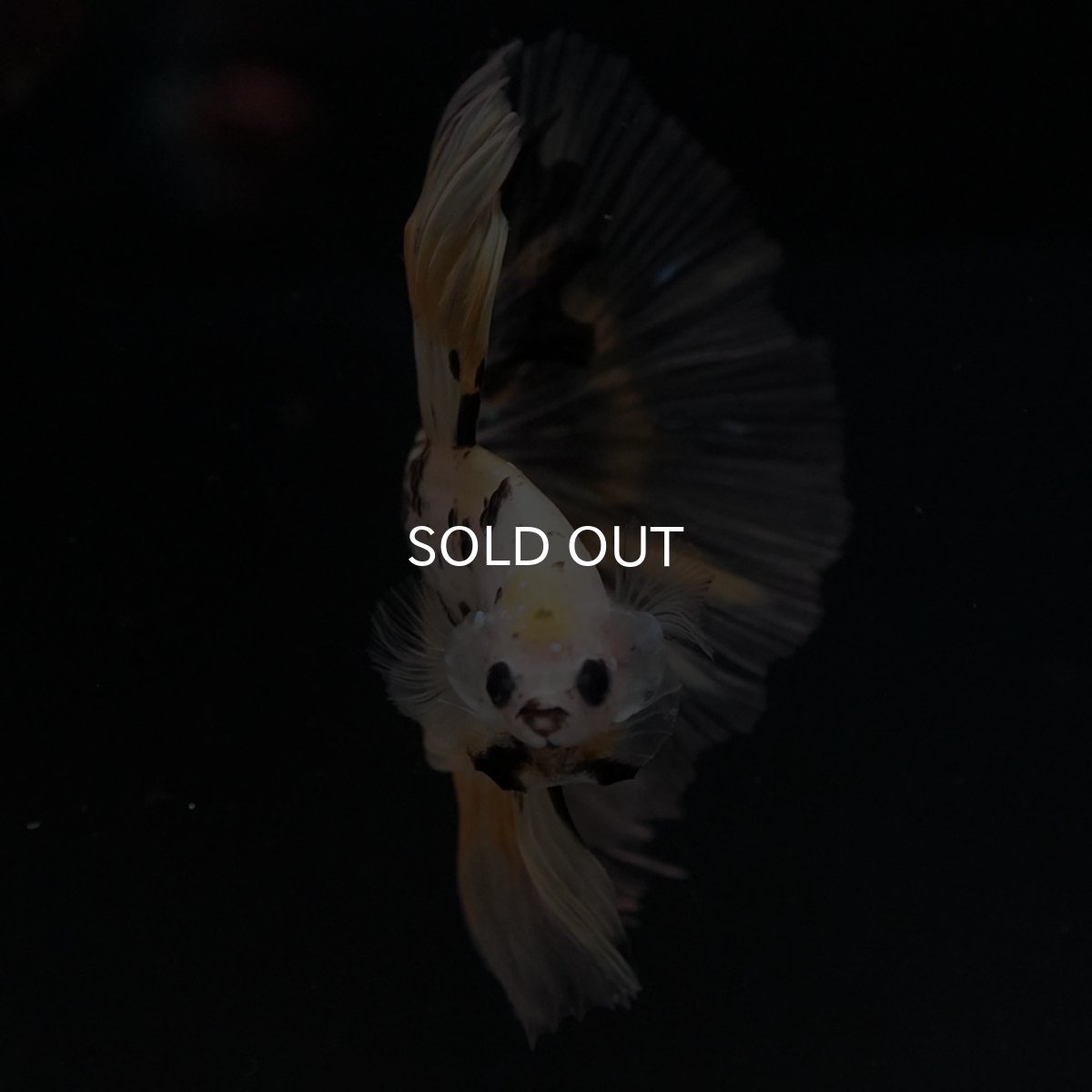 画像10: HM イエローファンシー (10)