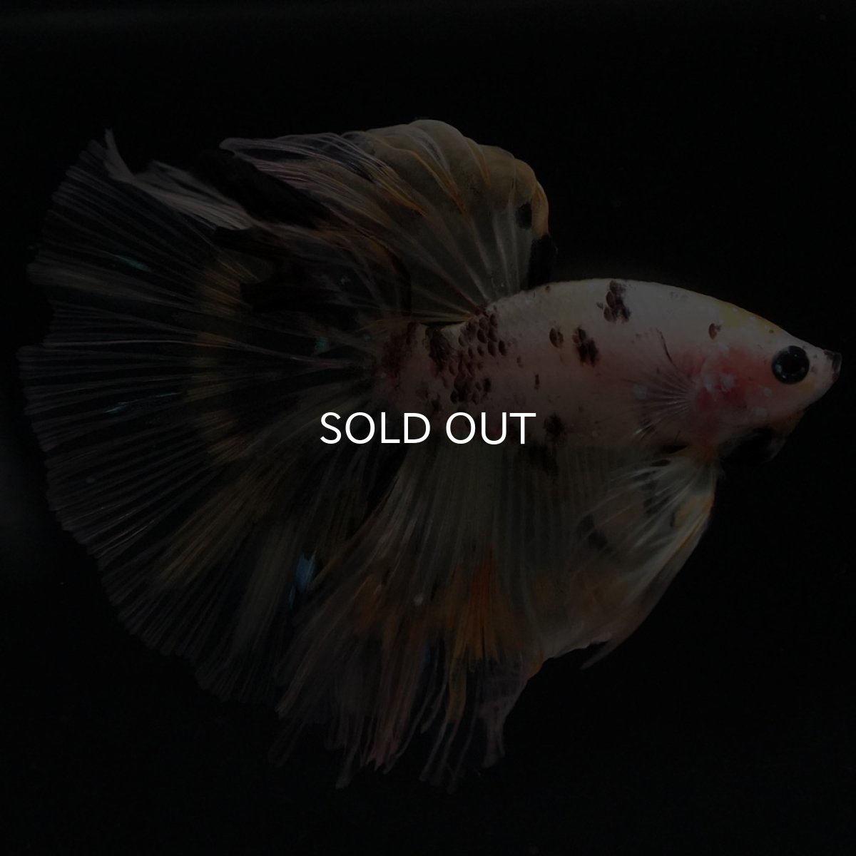 画像9: HM イエローファンシー (9)