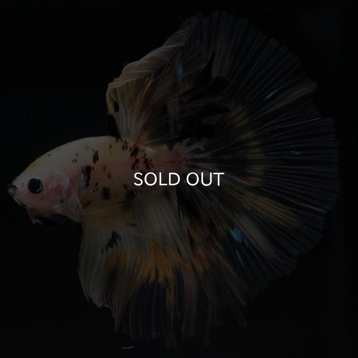 画像3: HM イエローファンシー (3)