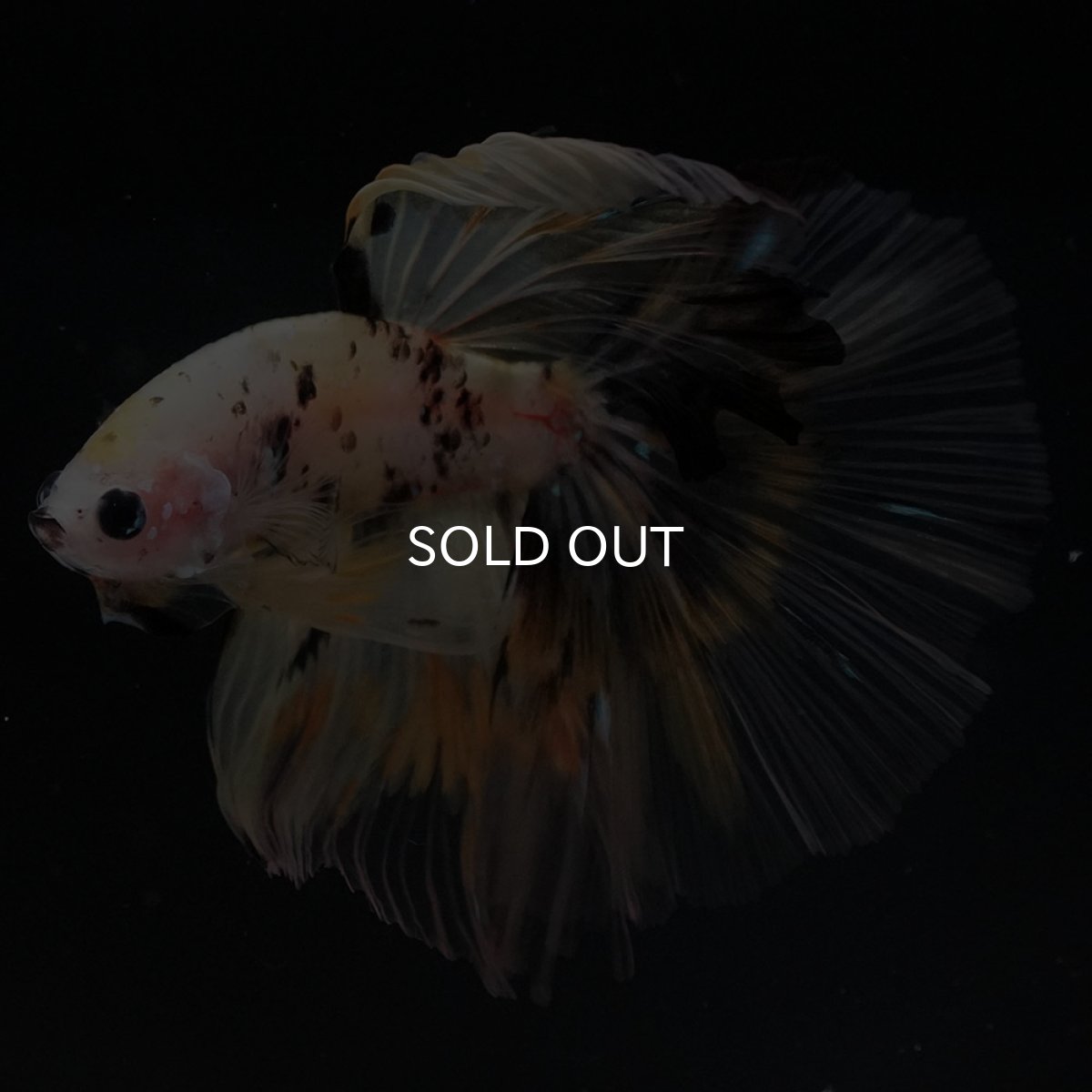 画像8: HM イエローファンシー (8)