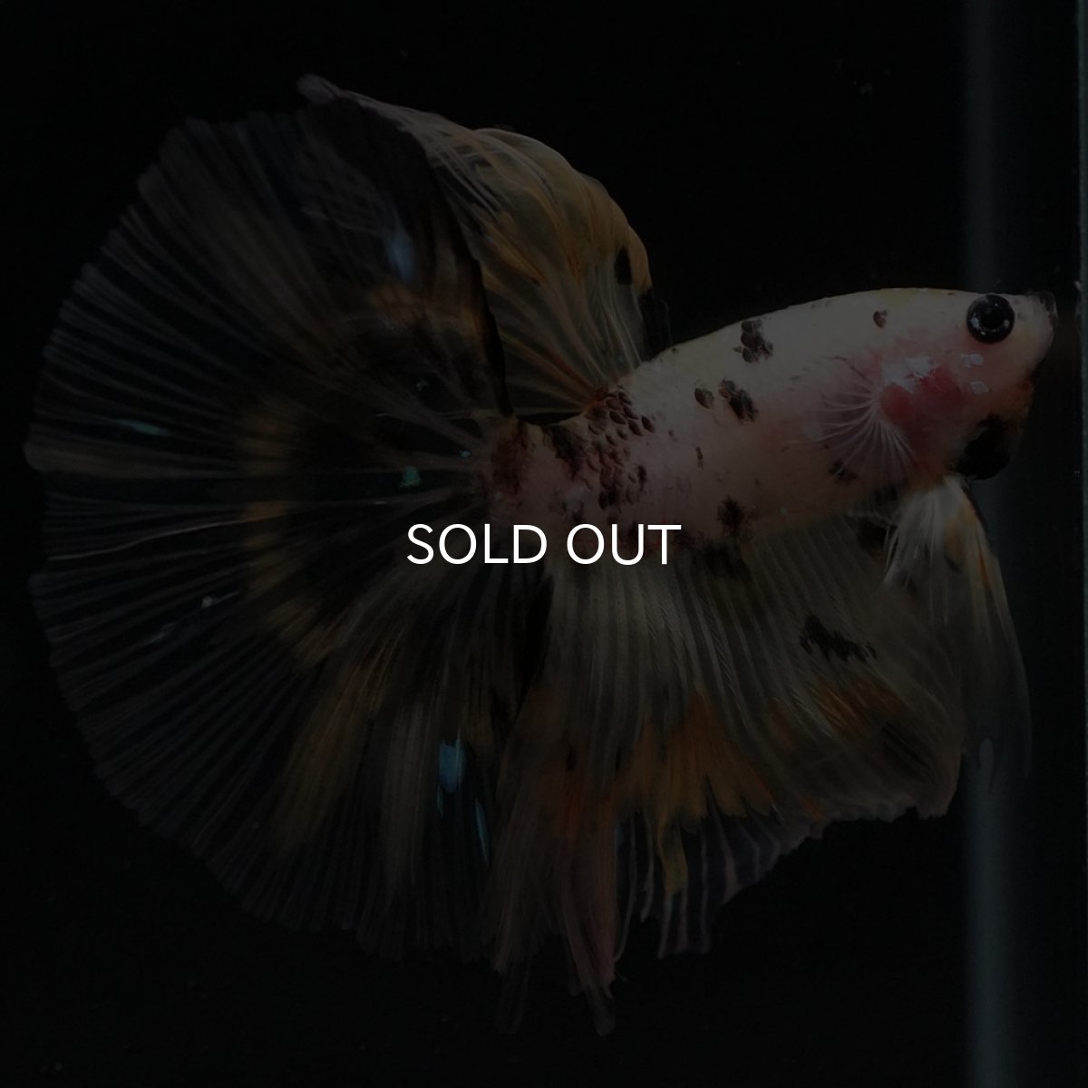 画像7: HM イエローファンシー (7)