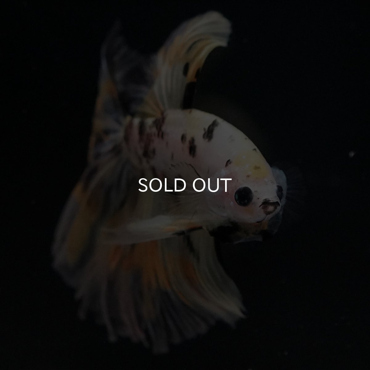 画像6: HM イエローファンシー (6)