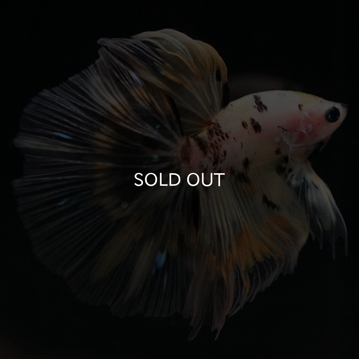 画像2: HM イエローファンシー (2)