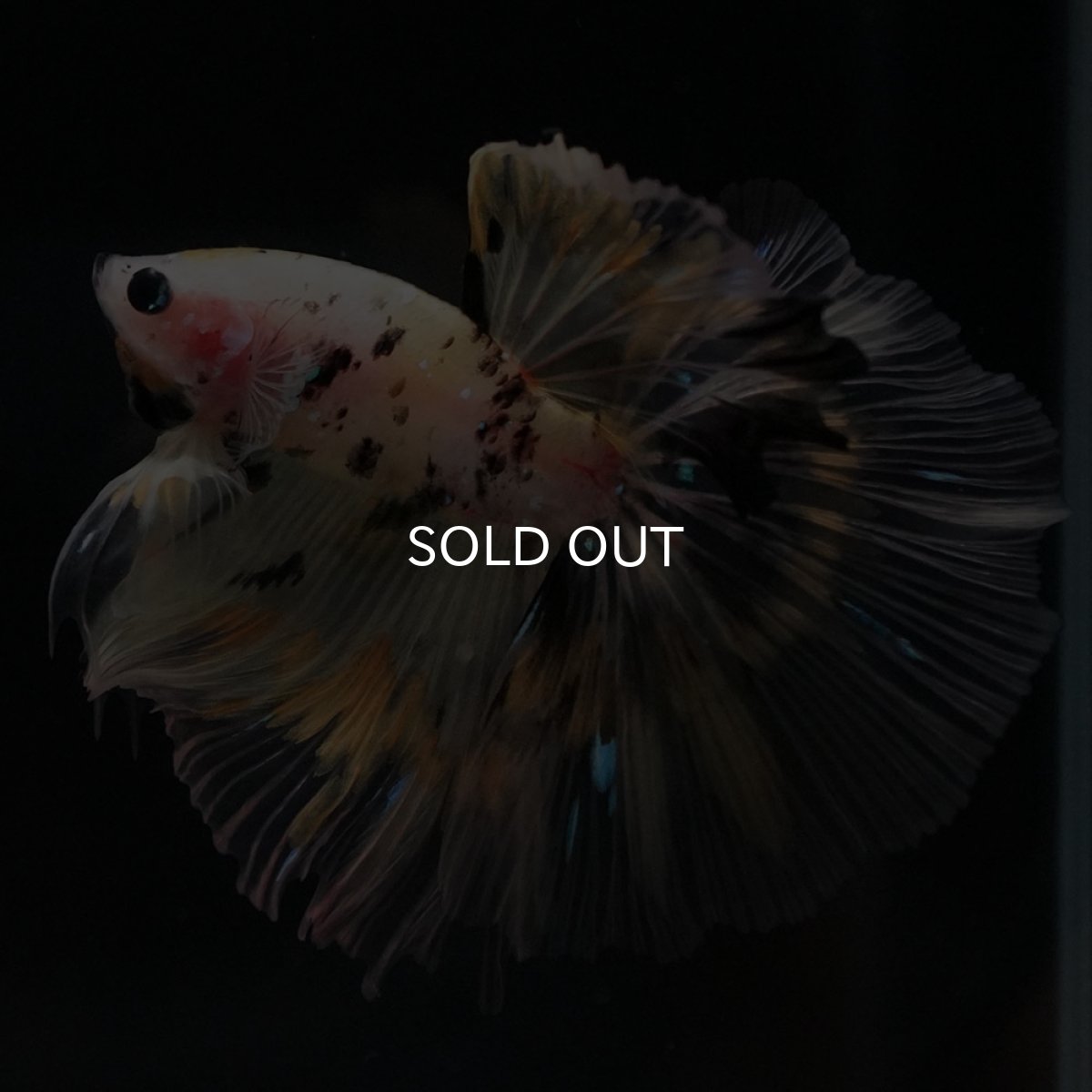 画像5: HM イエローファンシー (5)