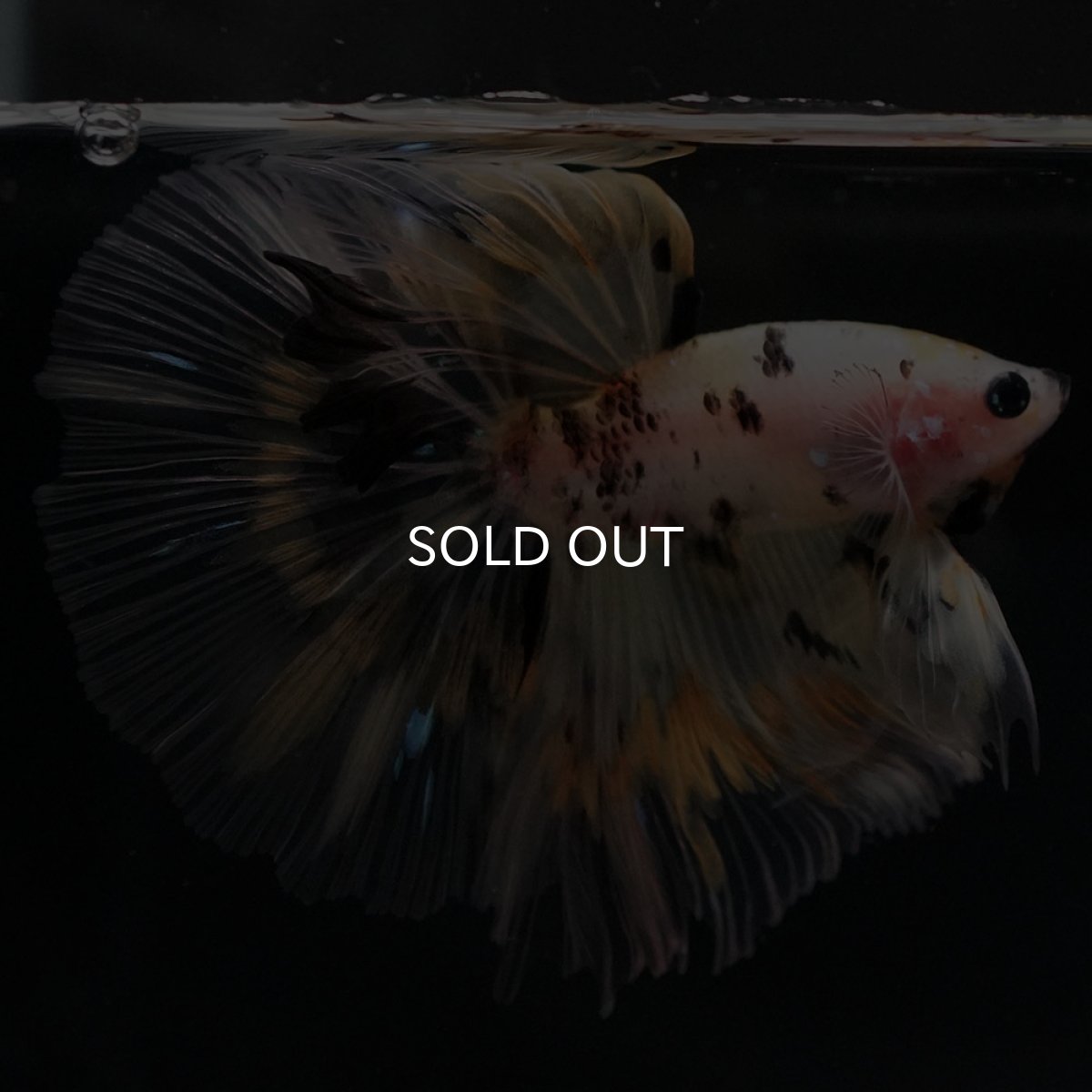 画像4: HM イエローファンシー (4)