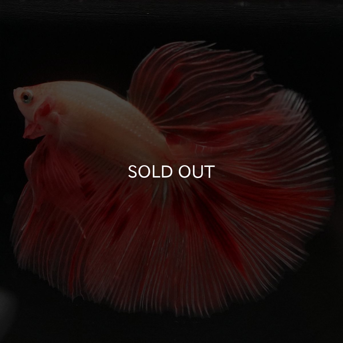 画像5: HM アルマゲドン (5)