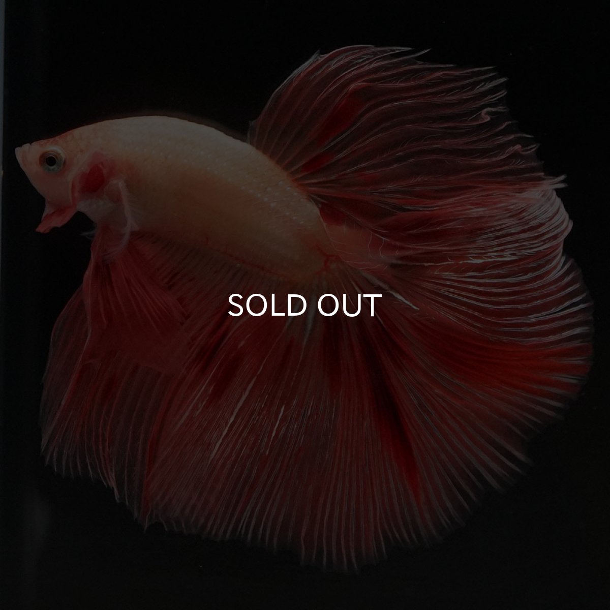 画像7: HM アルマゲドン (7)