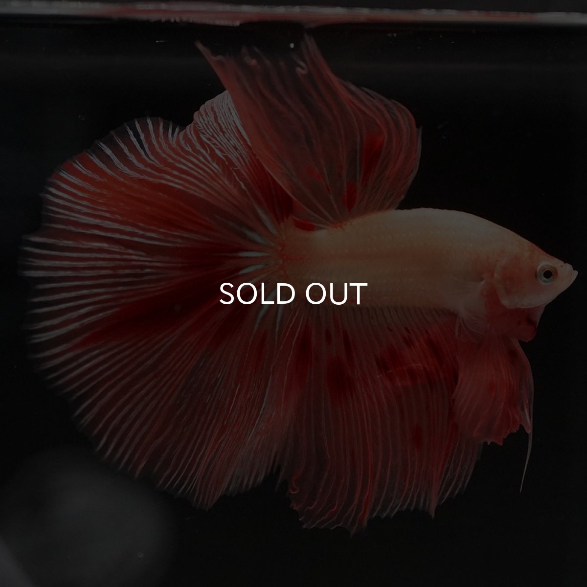 画像6: HM アルマゲドン (6)