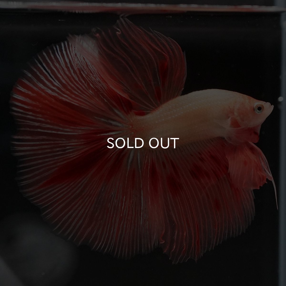 画像2: HM アルマゲドン (2)