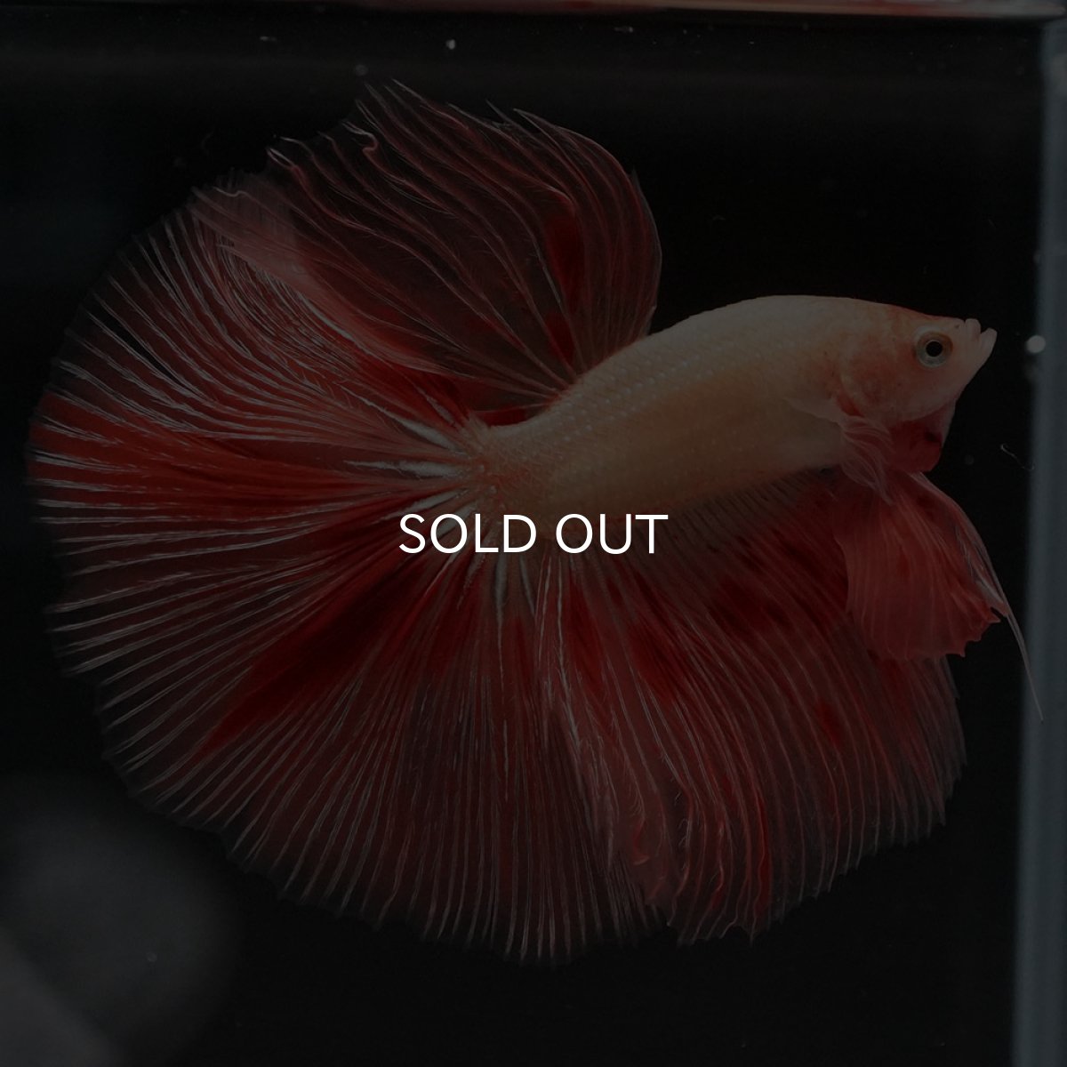 画像4: HM アルマゲドン (4)