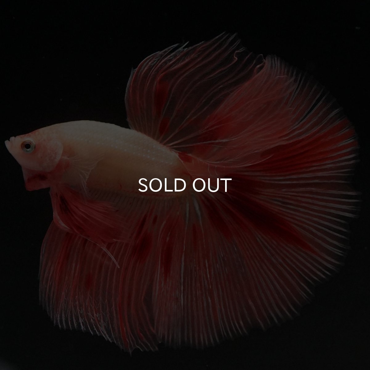 画像3: HM アルマゲドン (3)