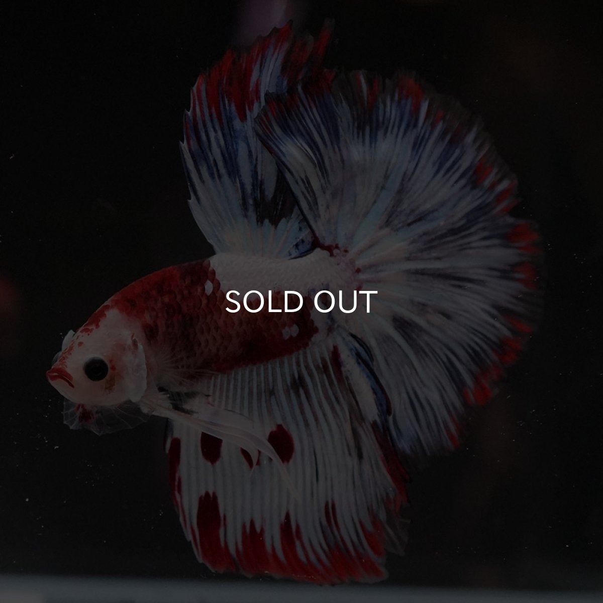 画像3: HM ホワイトファンシー (3)