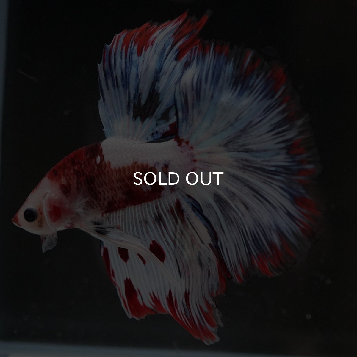 画像9: HM ホワイトファンシー (9)