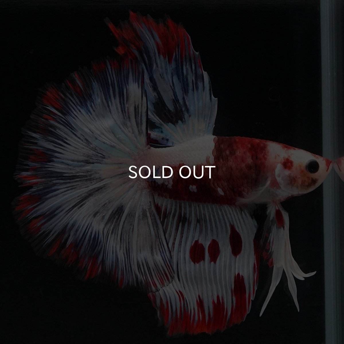 画像10: HM ホワイトファンシー (10)