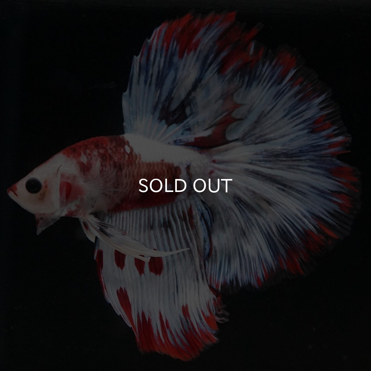 画像7: HM ホワイトファンシー (7)