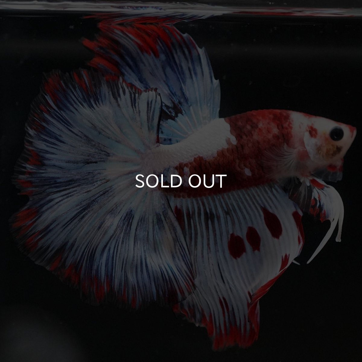 画像8: HM ホワイトファンシー (8)