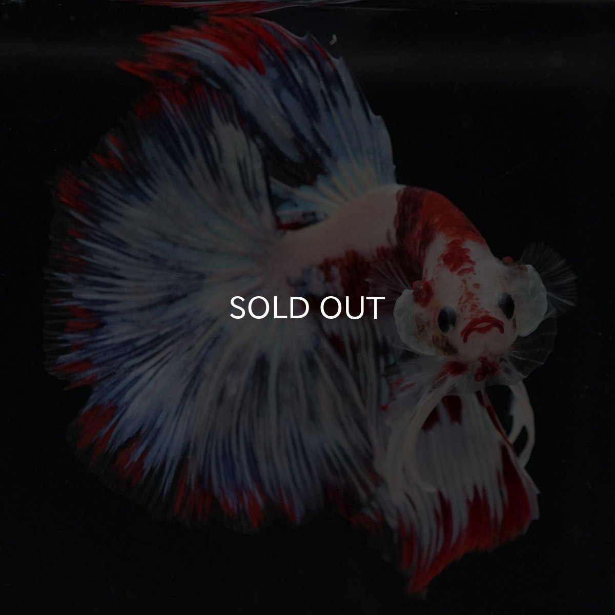 画像6: HM ホワイトファンシー (6)