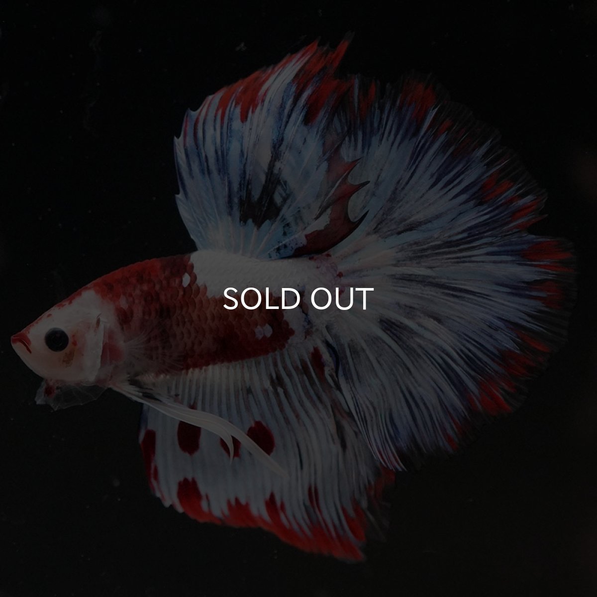 画像5: HM ホワイトファンシー (5)