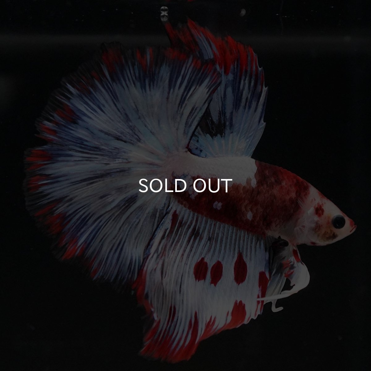 画像4: HM ホワイトファンシー (4)