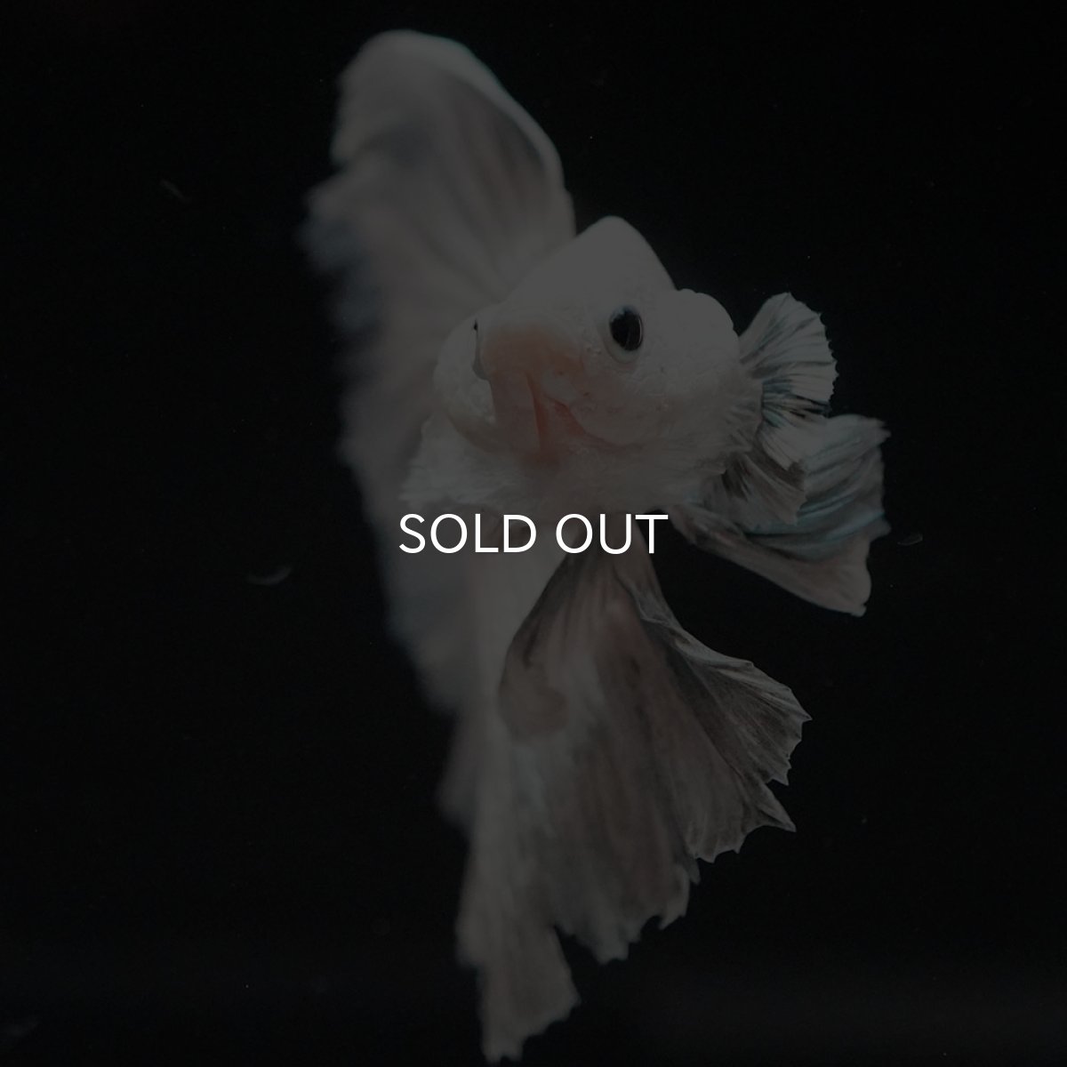 画像13: HM ホワイトカッパー (13)