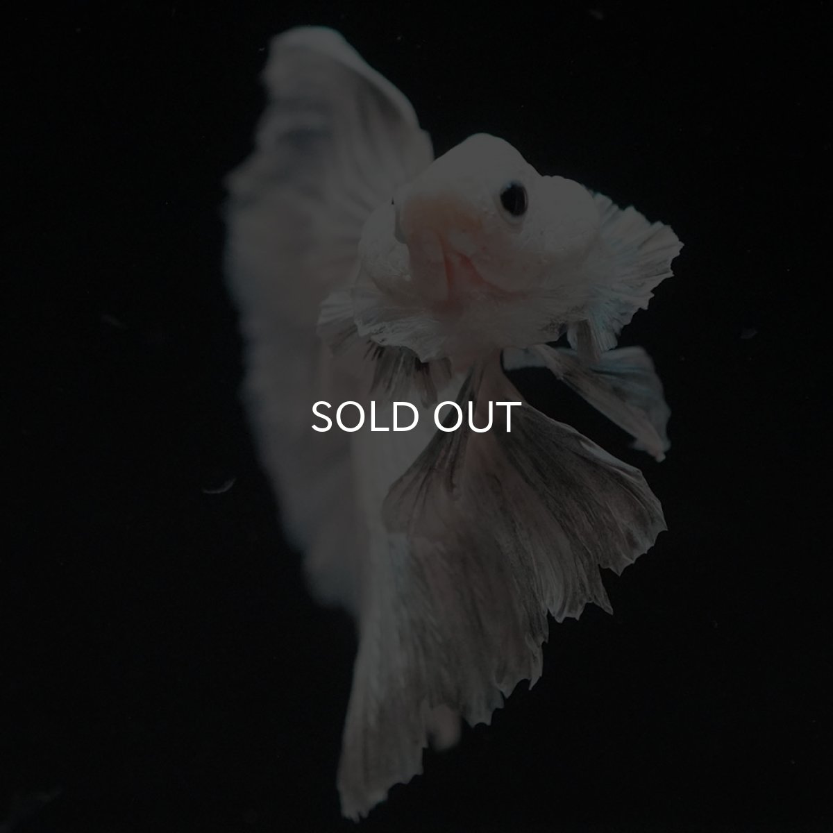 画像4: HM ホワイトカッパー (4)