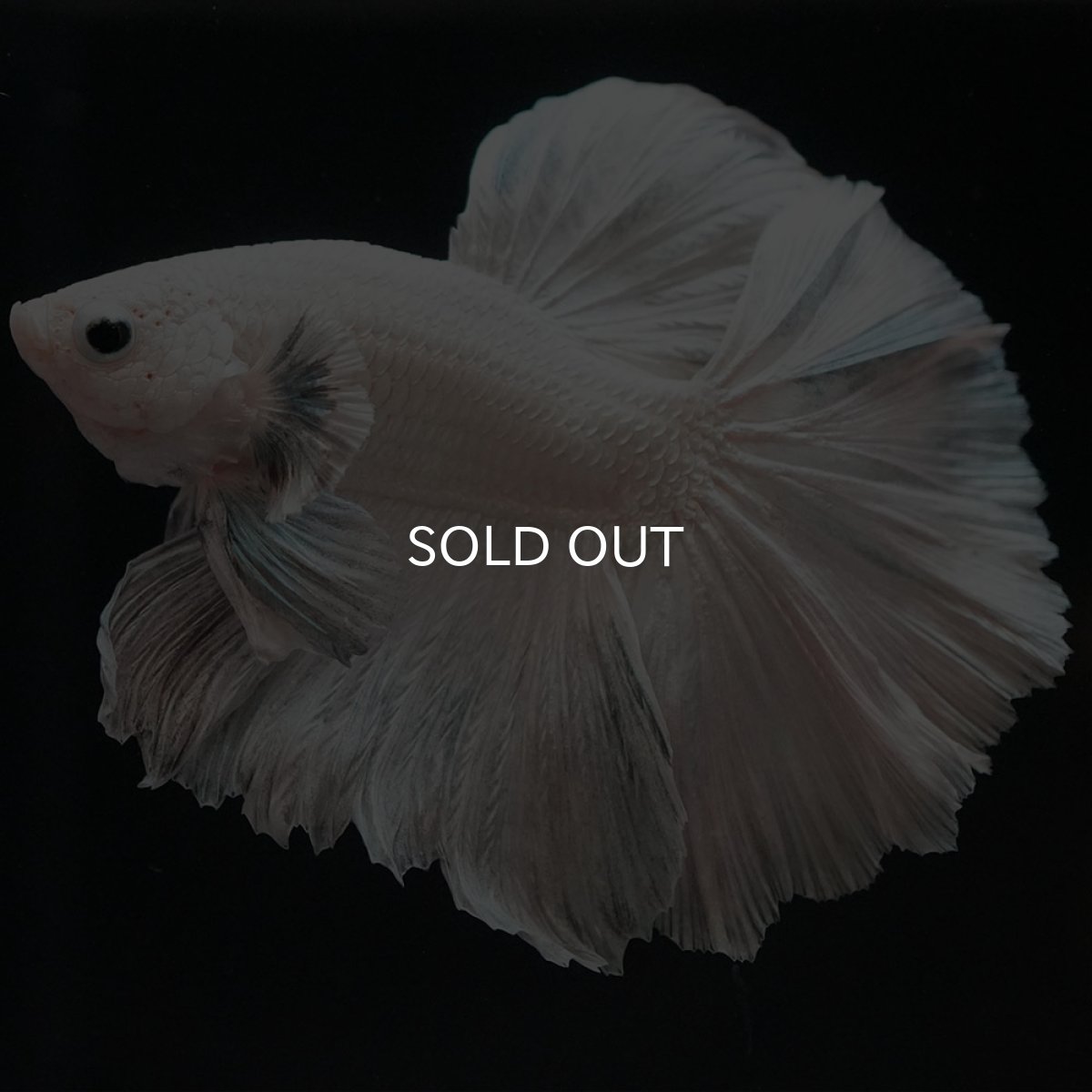 画像12: HM ホワイトカッパー (12)