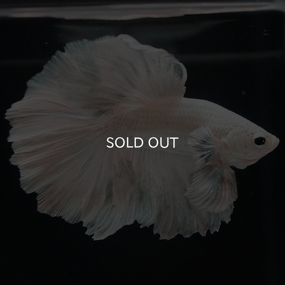 画像11: HM ホワイトカッパー (11)