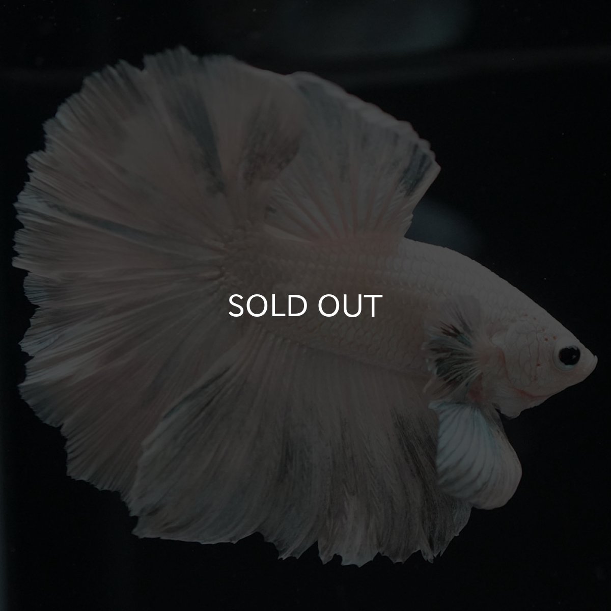 画像9: HM ホワイトカッパー (9)