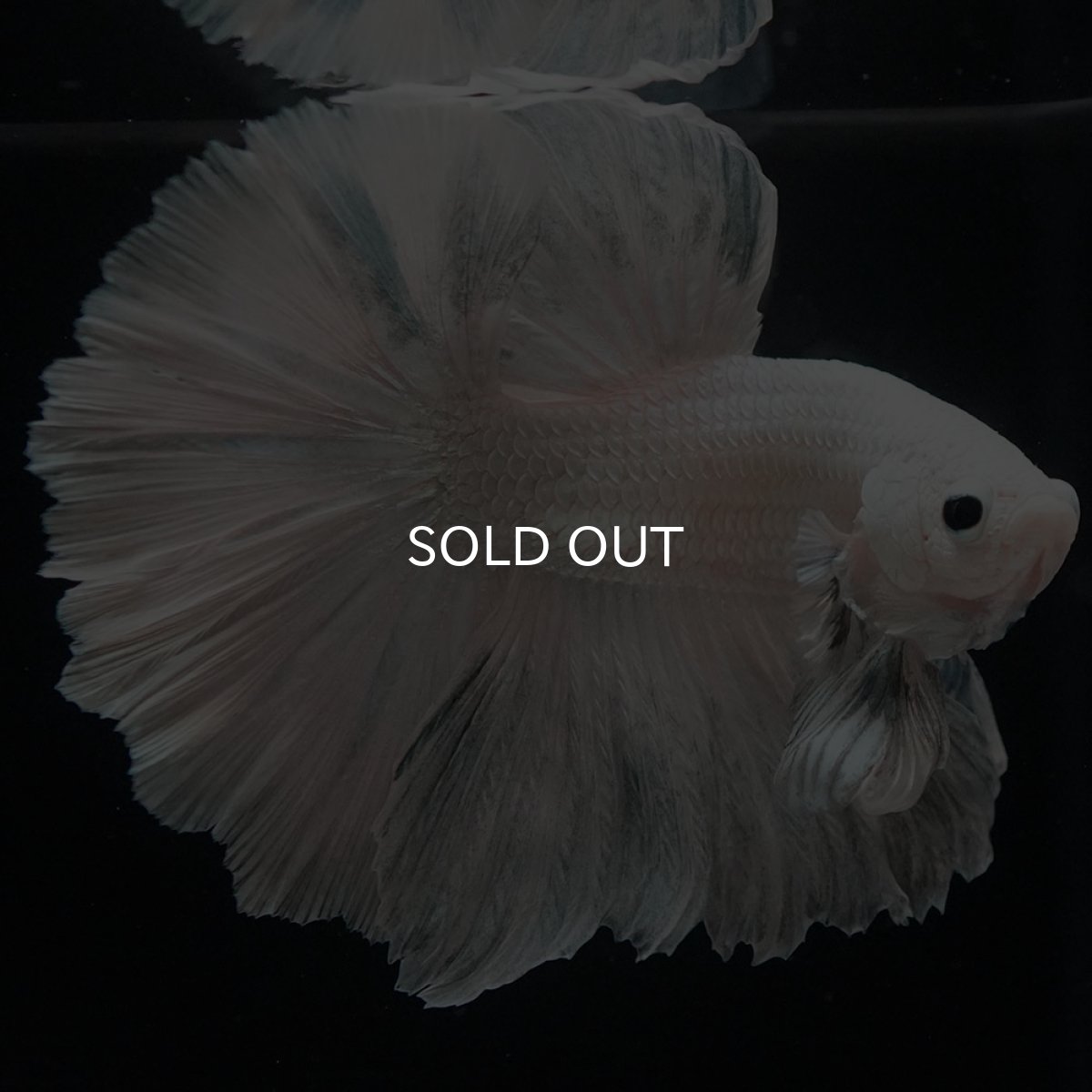 画像5: HM ホワイトカッパー (5)