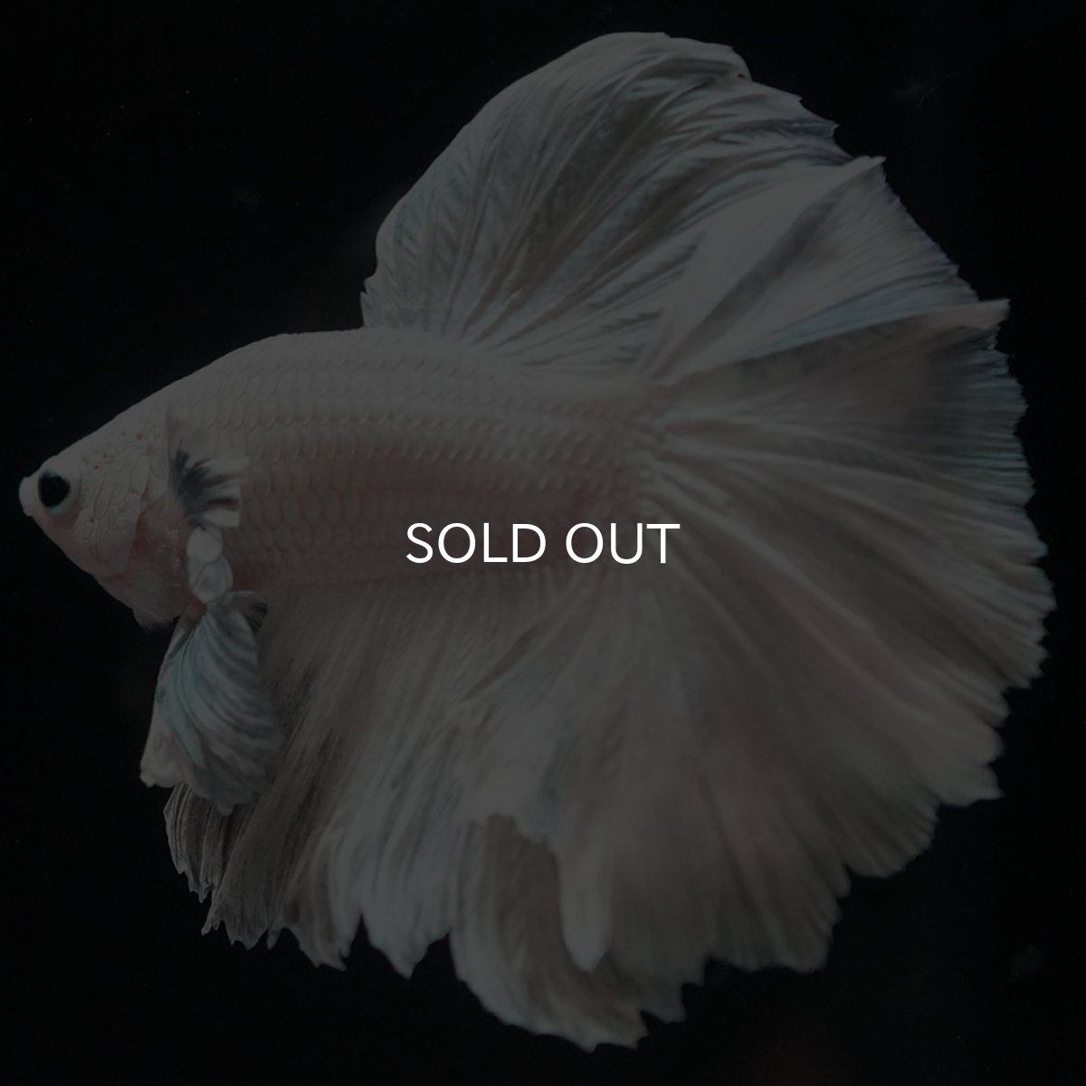 画像10: HM ホワイトカッパー (10)