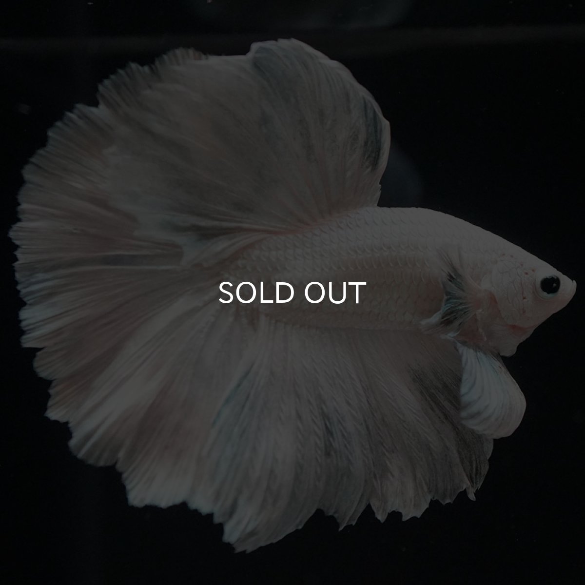 画像2: HM ホワイトカッパー (2)