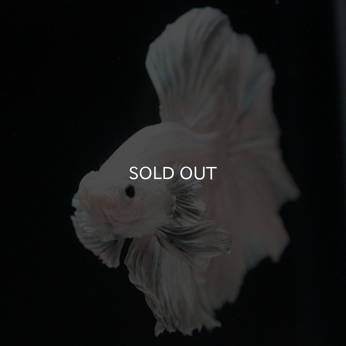 画像7: HM ホワイトカッパー (7)