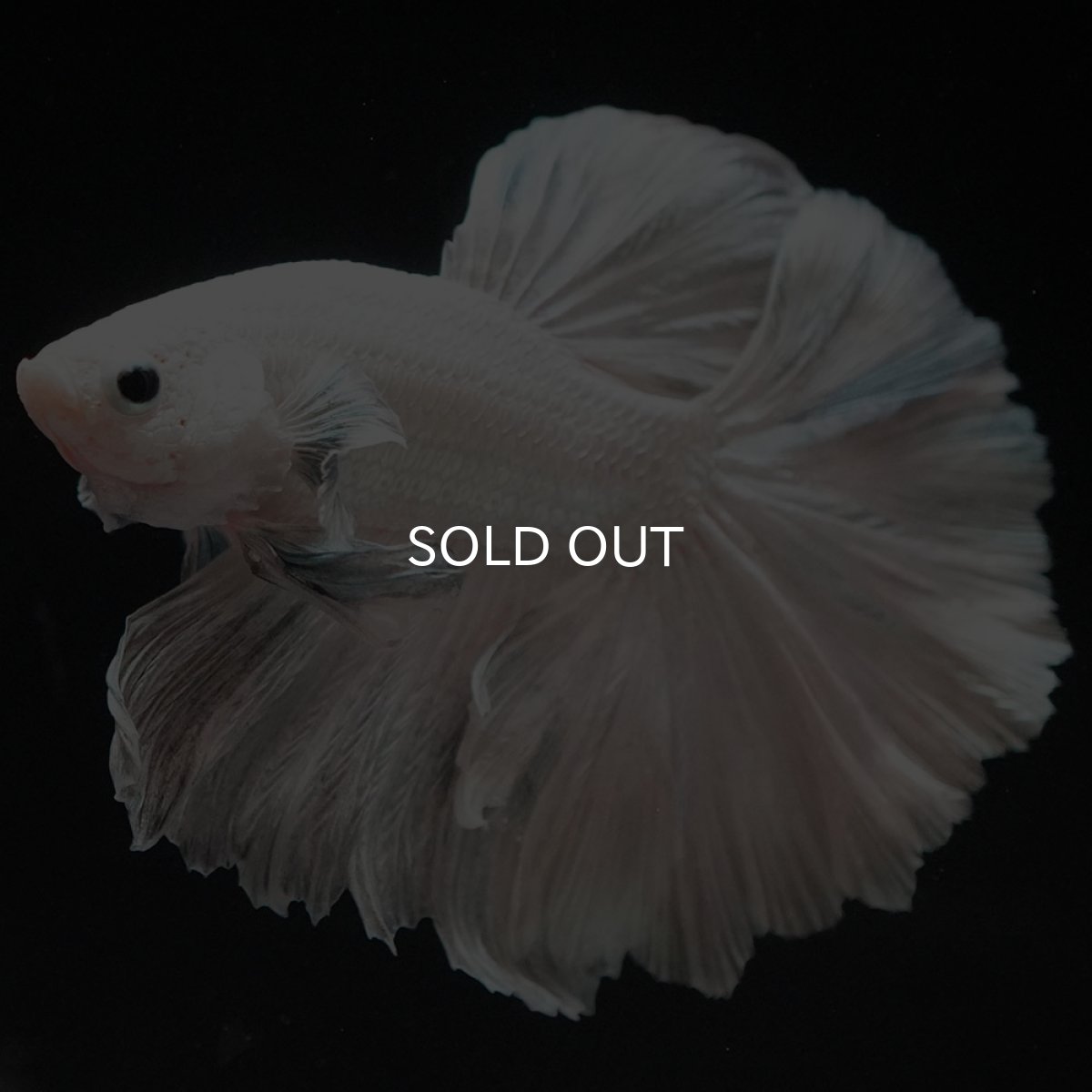 画像6: HM ホワイトカッパー (6)