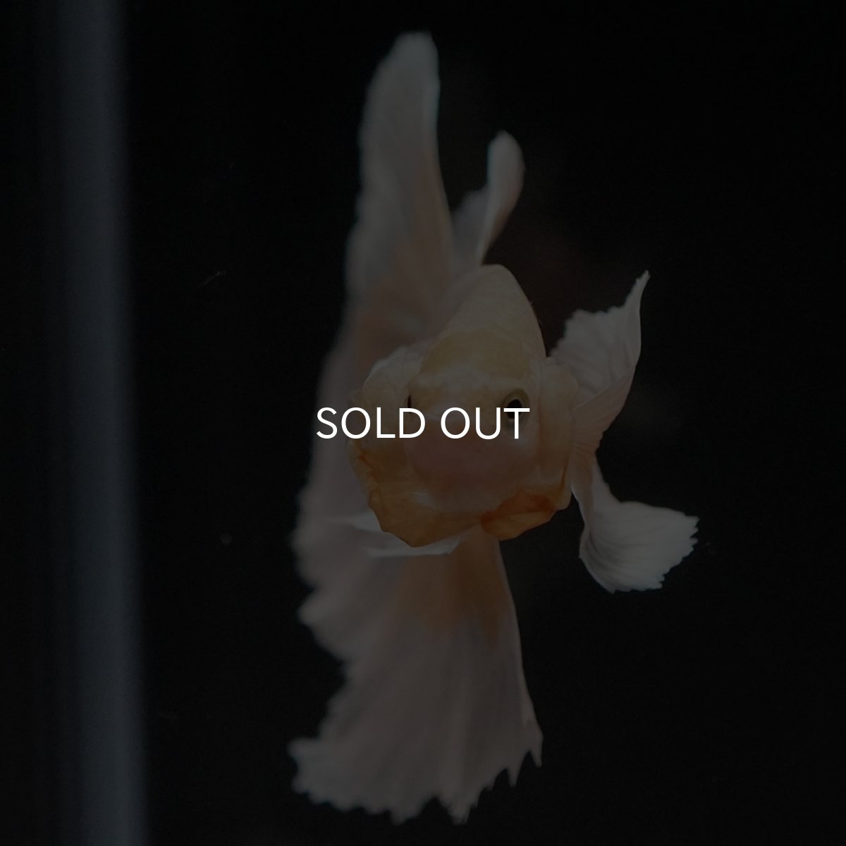 画像3: HM イエローゴールドダンボ (3)