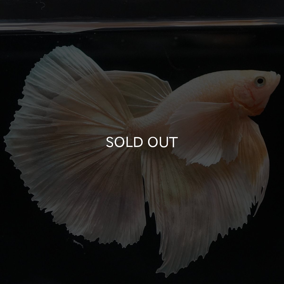 画像7: HM イエローゴールドダンボ (7)