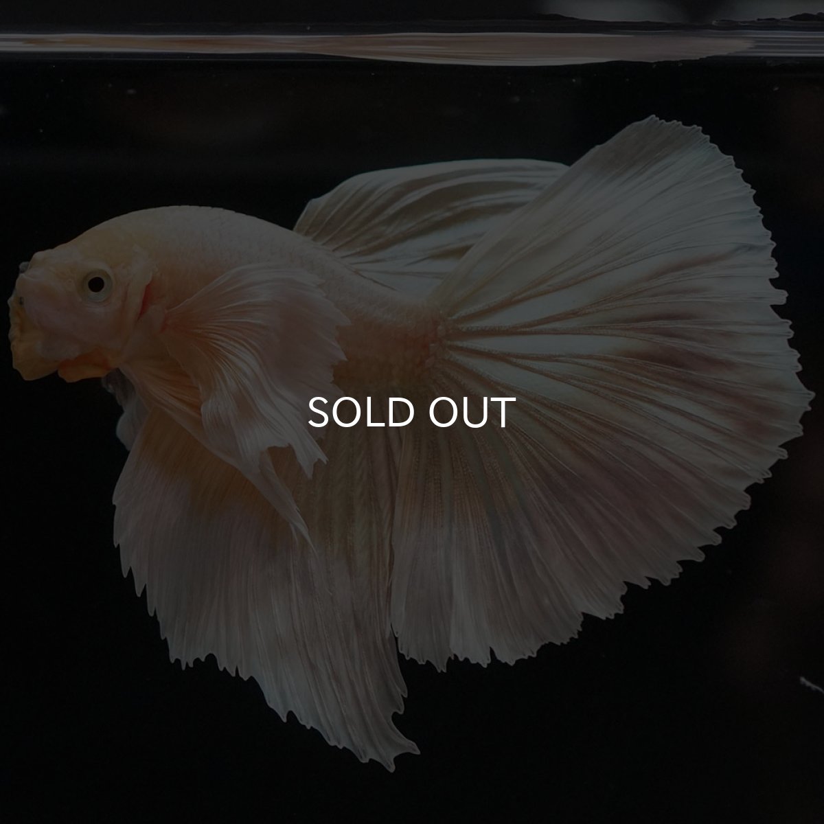 画像6: HM イエローゴールドダンボ (6)