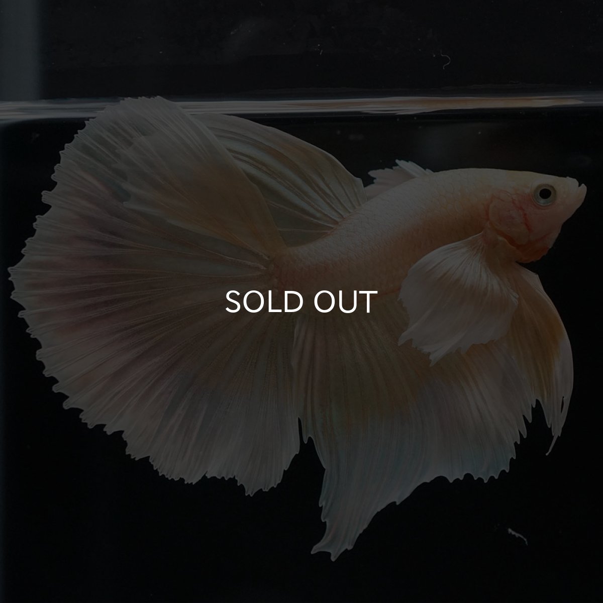 画像5: HM イエローゴールドダンボ (5)