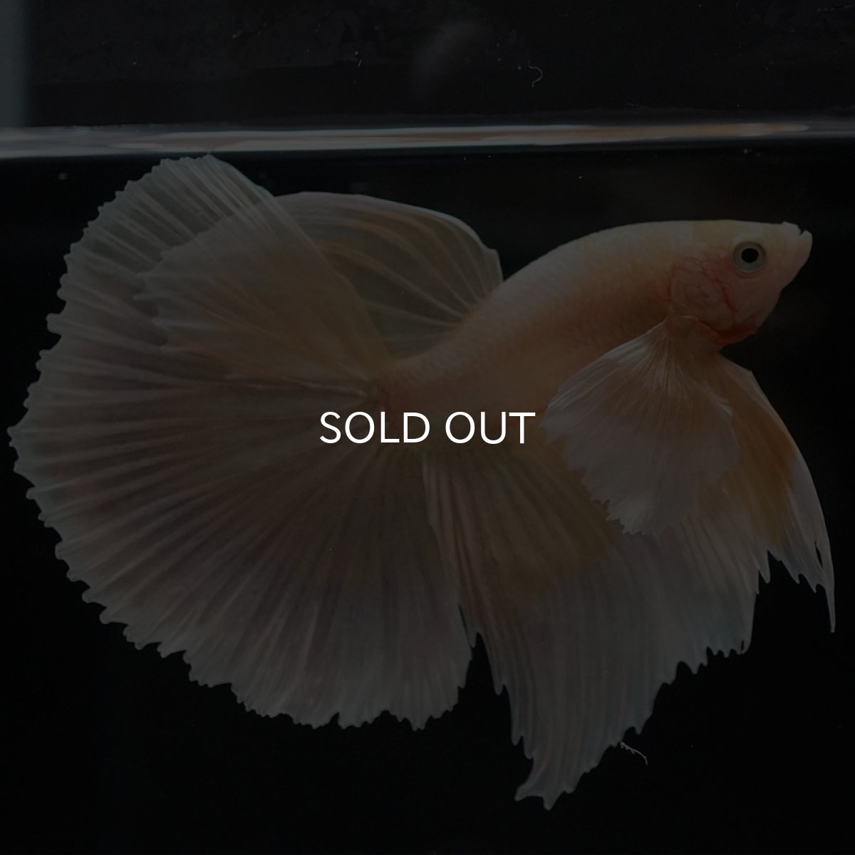 画像2: HM イエローゴールドダンボ (2)