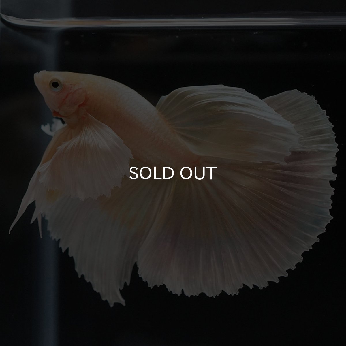 画像8: HM イエローゴールドダンボ (8)