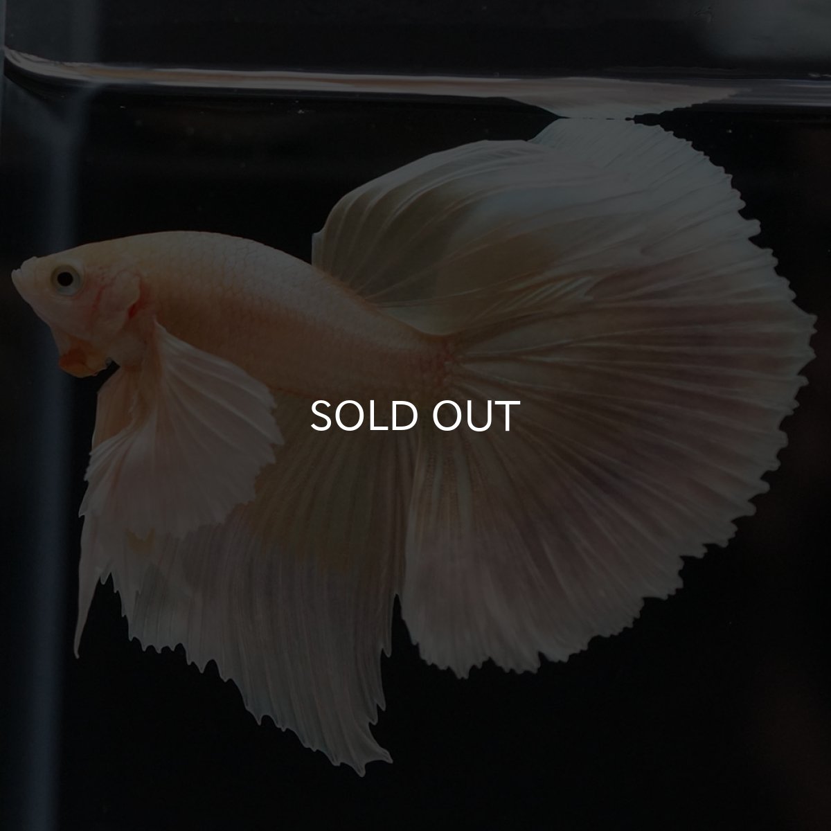 画像4: HM イエローゴールドダンボ (4)