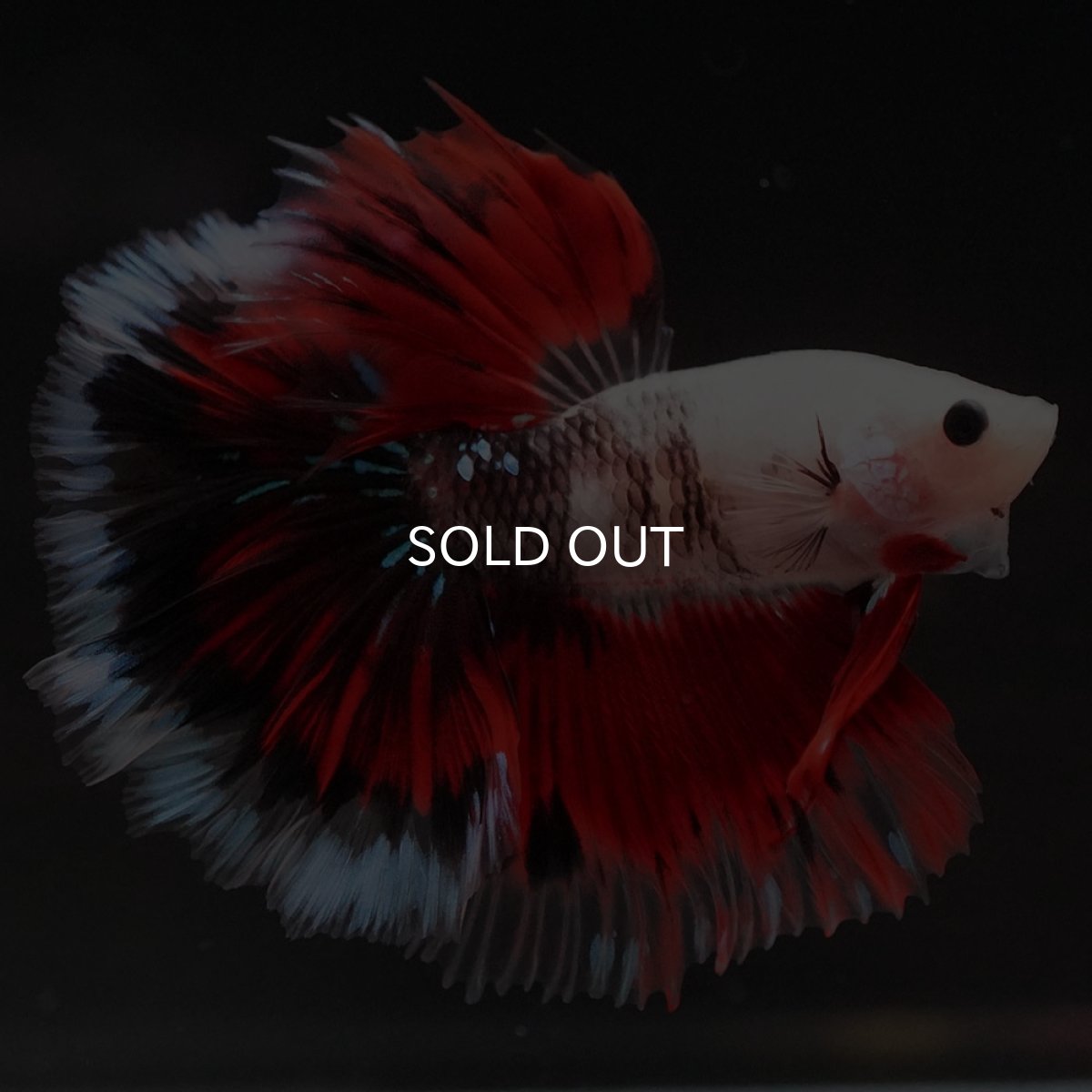 画像13: HM ファンシー ローズテール (13)