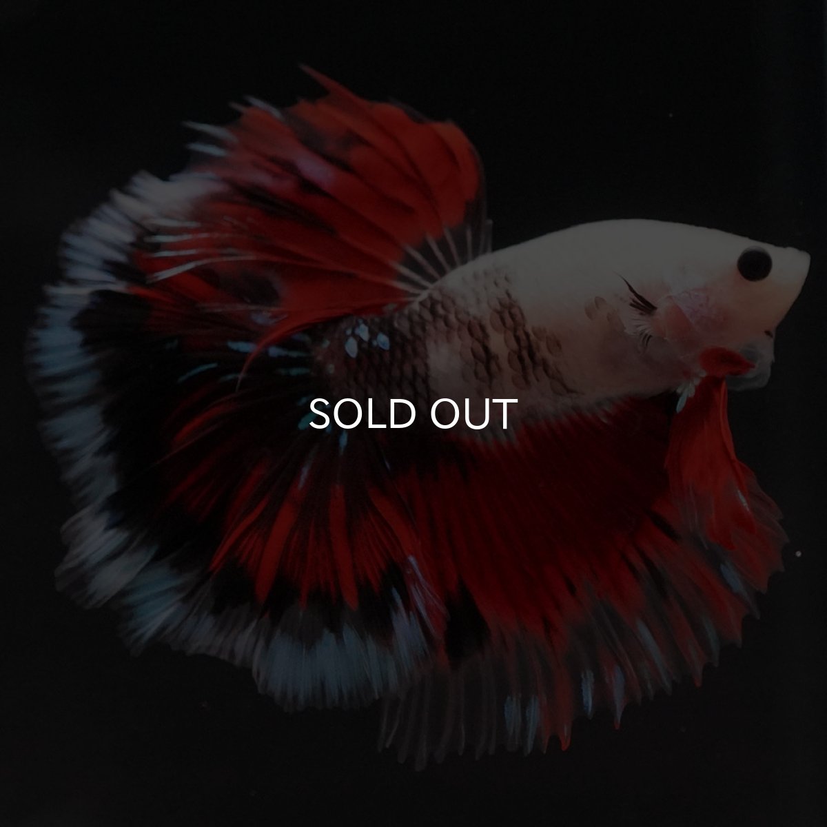 画像4: HM ファンシー ローズテール (4)